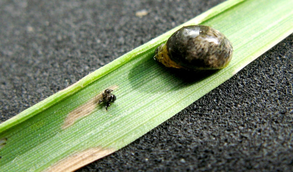 Larva kohoutka 