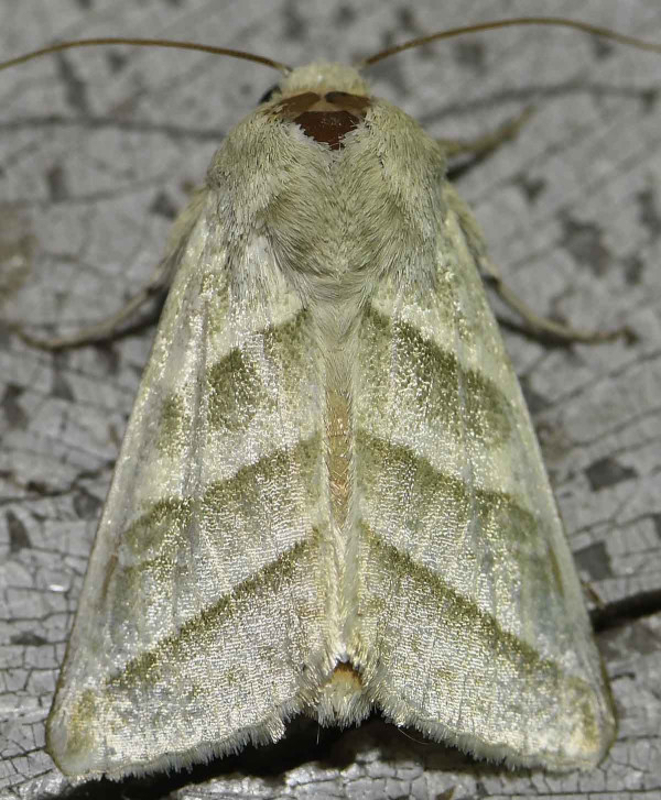 Detailní pohled na dospělce motýla Chloridea virescens