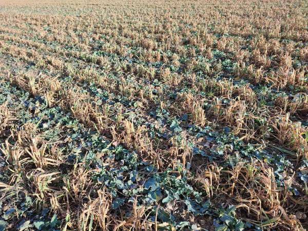 Jarní stav řepky zaseté do páskově zpracované půdy s roztečí řádků 75 cm a využitím vymrzající doprovodné plodiny
