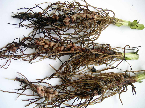 Obr. 1 Kořeny s bakteriálními hlízkami bobu obecného (odrůda Merkur) z varianty, ve které bylo osivo ošetřeno směsí hub Clonostachys rosea