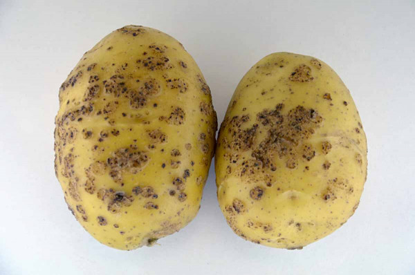 Aktinobakteriální obecná strupovitost bramboru