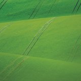 Účinek mimokořenové výživy a stimulace růstu v ozimé pšenici