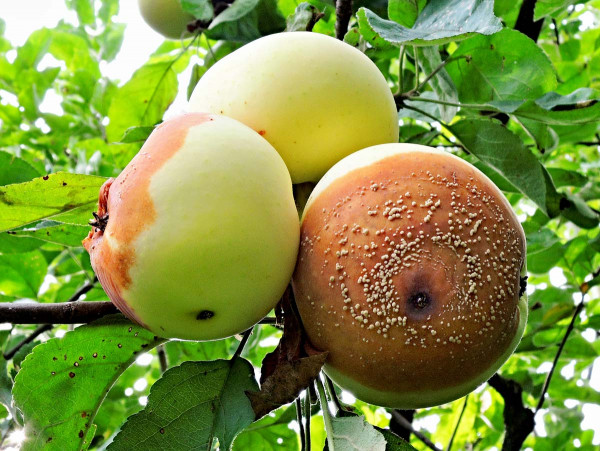 Moniliniová hniloba jádrovin na jablku