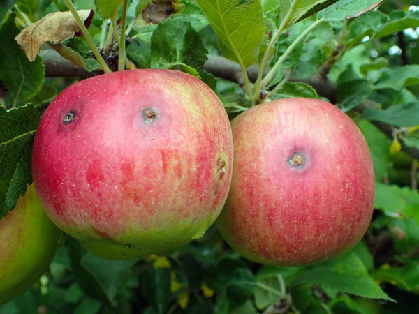 Na okrajích výsadeb není výjimkou i nález několika závrtků obaleče jablečného v jednom plodu