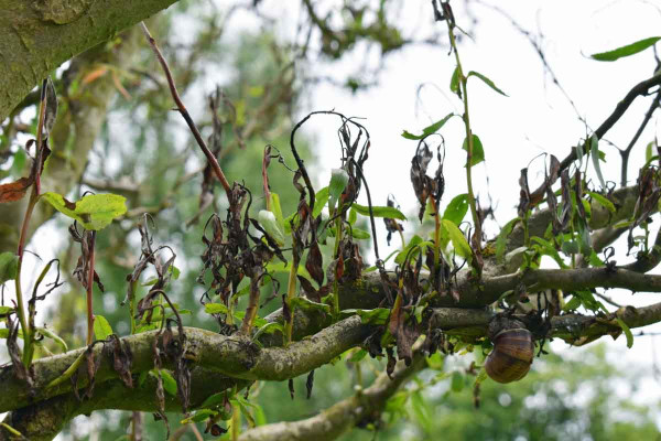 Obr. 4: Napadení vrby Matsudovy druhem Glomerella miyabeana