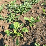 Plevele v cukrovce a technologie zpracování půdy
