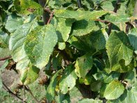 Rzivost slivoně - žlutozelené hranaté skvrny na listech