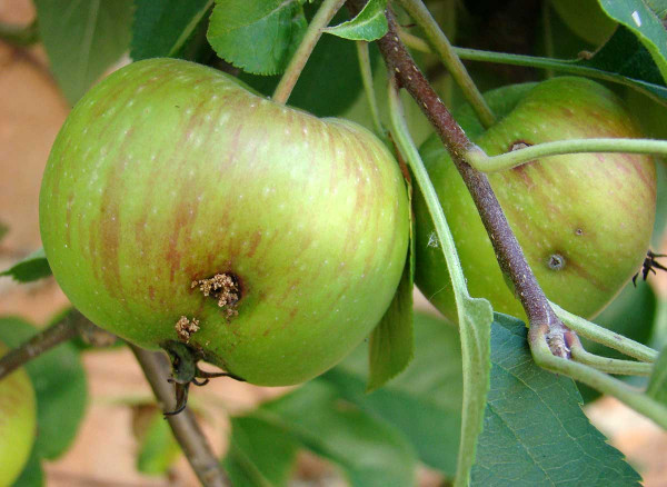 Plody poškozené pilatkami