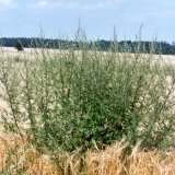Význam předsklizňových aplikací herbicidů a jejich aplikací na strniště v systémech integrované regulace plevelů
