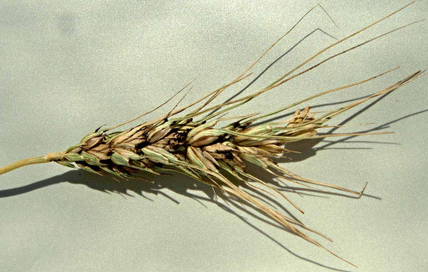 Zakrslou snětivost pšenice regulují speciální mořidla