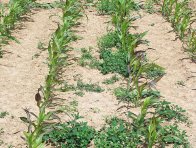 Obr. 1: Nedostatečná výživa (především P, Zn) a podcenění preemergentní aplikace herbicidu na počátku vegetace