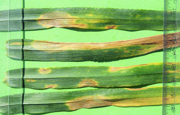 Obr. 4 Microdochium nivale jako patogen způsobující pozdní listové skvrnitosti pšenice