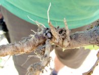 V kořenech rostlin máku se vyskytovaly larvy krytonosce kořenového