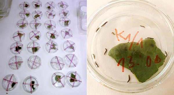 Obr. 3: Larvy 3. instaru zápředníčka polního v Petriho miskách s potravou (list kedlubnu)