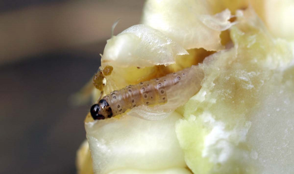 Obr 1: Larva zavíječe kukuřičného