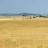 Vliv agrotechnických faktorů na výnos a kvalitu sladovnického ječmene v sušších podmínkách jižní Moravy