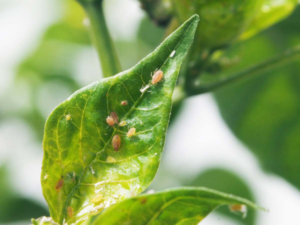 Kolonie mšic na mladém listu papriky