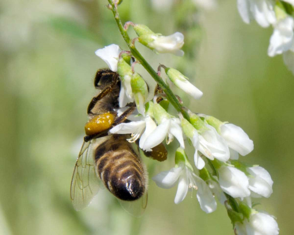 Komonice přispívá svým podzimním kvetením ke zdárnému přezimování včelstev