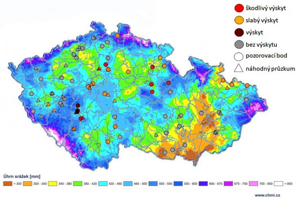 Mapa výskytu růžovění klasů pšenice s podkladovou mapou ČHMÚ  (úhrn srážek od 1. 1.–1. 8. 2021)