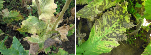 Pleosporová hnědá skvrnitost máku - příznaky na listech
