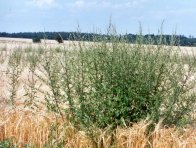 Předsklizňové aplikace jsou vhodné na regulaci vytrvalých plevelů