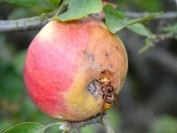 Moniliniová hniloba jablek - napadený plod poškozený sršni