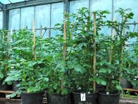 Třístupňová kontrola vstupních šlechtitelských a množitelských materiálů bramboru - ve druhé fázi jsou detekčními metodami v průběhu vegetace kontrolovány rostliny bramboru vyrostlé z jedné poloviny matečné hlízy