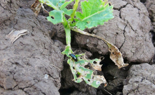 Poškození vzcházejících rostlin dospělci dřepčíka olejkového na podzim 2014