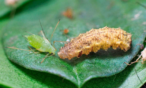 Larva druhu E. corollae požírá mšici