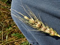Zakrslá snětivost pšenice