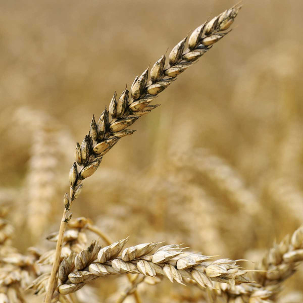 Obr. 12: Nouzově dozrávající rostliny pšenice - Ophiobolus graminis