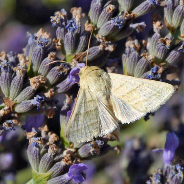 Motýl Chloridea virescens sající nektar z květů levandule