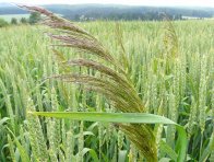 Chundelka metlice - obtížný plevel v obilninách k jehož potlačení se v praxi často používají systémově působící sulfonylmočoviny; z kontaktně působících herbicidů je účinný např. pendimethalin