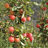 Integrovaná ochrana ovoce nejen v roce 2021