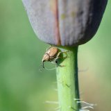 Ochrana máku setého proti významným hmyzím škůdcům - krytonosci makovicovému a bejlomorce makové