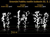 Obr. 3: Habitus rostlin (31.5.2016) hodnocených druhů doplněný o rostliny vikve panonské (Dětenická); obvyklý výsevek - 1