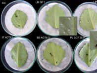 Laboratorní test na účinnost entomopatogenních hub na larvy mšice makové