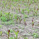 Ako porozumieť javom fialového zafarbenia a nerovnomerného rastu mladej kukurice