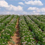 Povětrnostní podmínky pro pěstování brambor a výskyt plísně bramboru v roce 2022