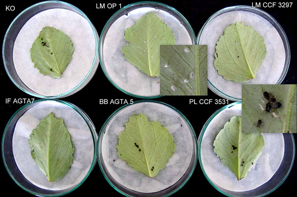 Obr. 1: Laboratorní test na účinnost entomopatogenních hub na larvy mšice makové