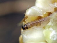 Larva zavíječe kukuřičného