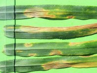 Obr. 4: Microdochium nivale jako patogen způsobující pozdní listové skvrnitosti pšenice