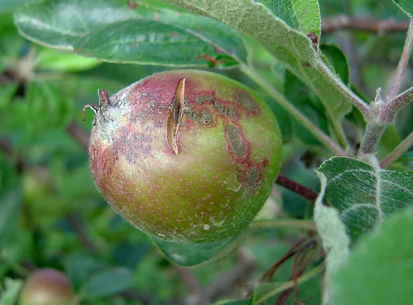 Strupovitost jabloně