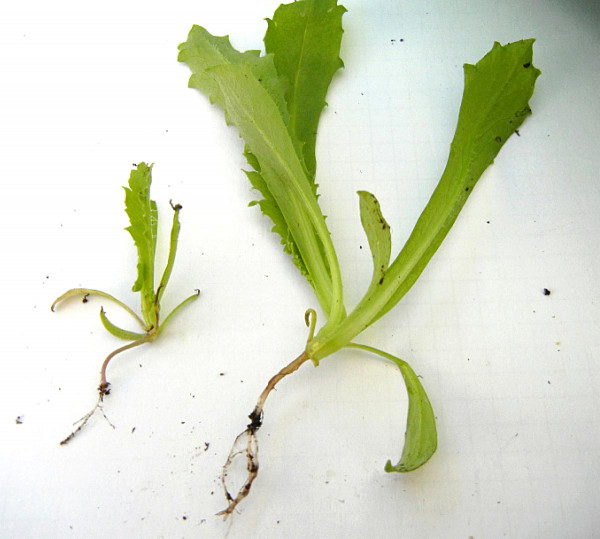 Obr. 6: Vliv žíru na růst máku, vlevo - poškozená rostlina, vpravo - nepoškozená