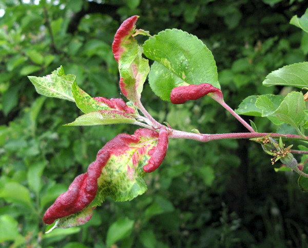 Poškození listů jabloně mšicí jitrocelovou