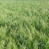 Možnosti jarní regulace trávovitých plevelů v porostech ozimých obilnin