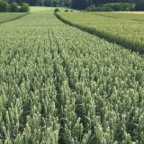 Horké novinky v odrůdách pšenice