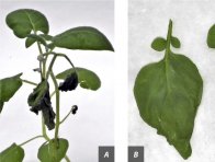 Obr. 1: Rostliny bramboru po umělé infekci vysokou koncentrací patogenu (od 106 do 108 buněk/ml); A - první příznaky cévního vadnutí jsou patrné na listech hlavně ve vyšších patrech rostliny, listy se krabatí a svinují, B - vlivem nerovnoměrného zásobování živinami a vodou postupně se ucpávajícími cévami a dochází k deformaci listů