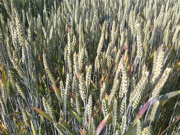 Pšenice ozimá - symptomy na parcele s umělou infekcí BYDV
