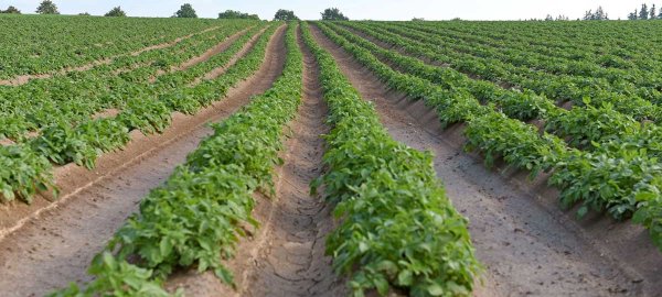 Přehled povětrnostních podmínek pro pěstování brambor v roce 2023